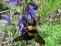 Bombus argillaceus